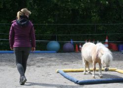 Coaching_aachen-mit-pferd-aachen