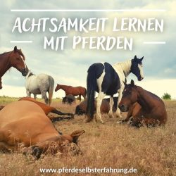 pferdecoaching-brandenburg