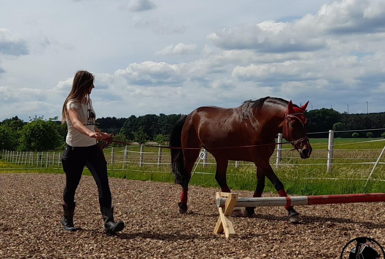 Strong Together Horsetraining