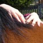 Rückenschmerzen-Pferd